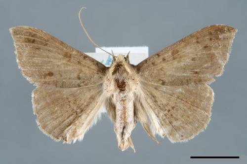 <已分類>Genus：Ericeia[00006443]