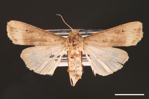 Agrotis ipsilon[小地老虎][00000677]