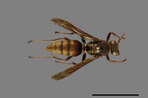 Polistes takasagonus[雙斑長腳蜂][00100299]