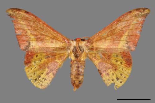 Oreta fuscopurpurea[點帶鉤蛾][00045991]