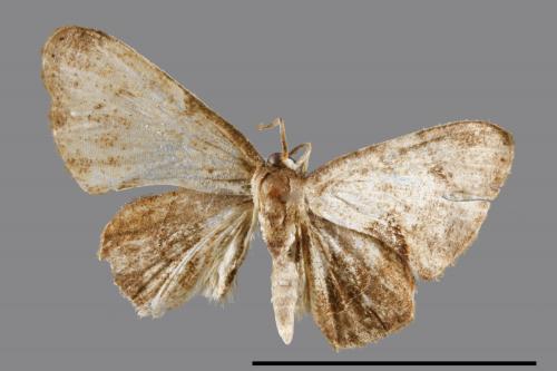 <已分類>Genus：Phazaca[00042831]
