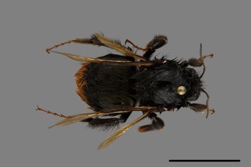 Bombus trifasciatus[威氏熊蜂][00072357]