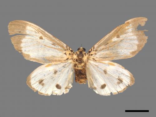 Asota plana lacteata[長斑擬燈蛾][00019862]
