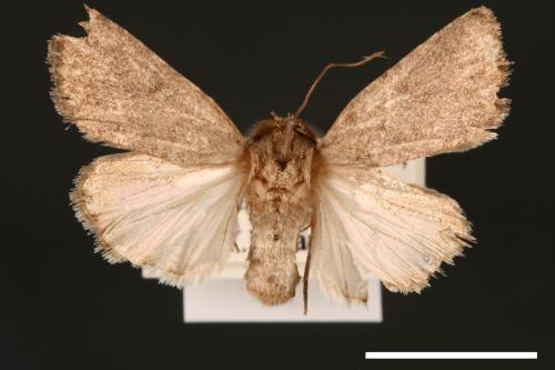 Spodoptera pecten[梳灰翅夜蛾][00002893]