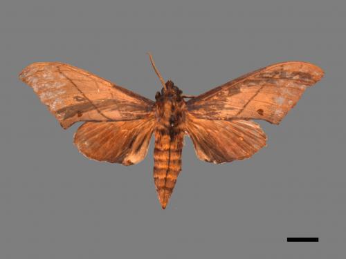 Marumba cristata bukaiana[直翅六點天蛾][00016761]