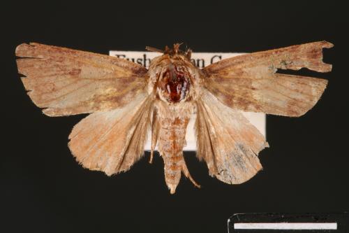 Carea internifusca[間赭瘤蛾][00004637]