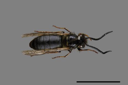 Vespula flaviceps[細黃胡蜂][00073443]