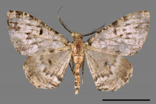 Prochasma dentilinea[齒紋淡黃小尺蛾][00032572]