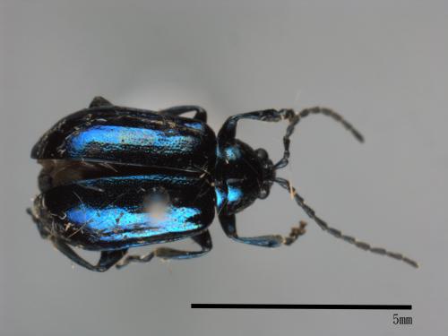 <已分類>Family：Chrysomelidae[金花蟲科][00080108]