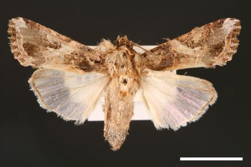 Spodoptera litura[斜紋夜蛾][00002865]