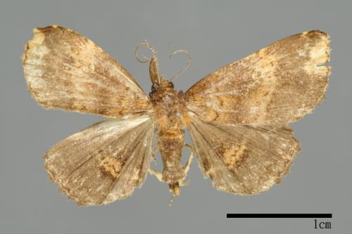 Adrapsa bupalistis[00010013]