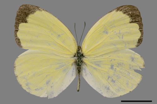 Eurema blanda arsakia[臺灣黃蝶][00027398]