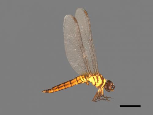 Lyriothemis elegantissima[廣腹蜻蜓][00103480]