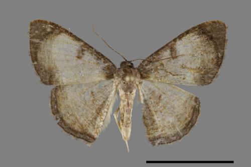 Hydatocapnia gemina[褐框尺蛾][00091745]