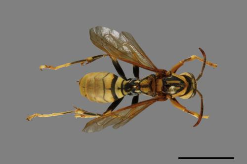 Polistes rothneyi[黃長腳蜂][00073600]