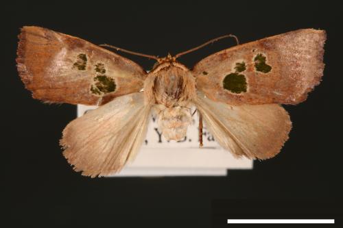 Carea trimacula[00004551]