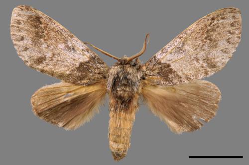 Pseudofentonia diluta variegata[迴舟蛾][00054590]