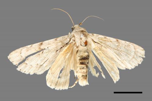 Acronicta gigasa[00000512]