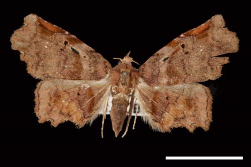 Ectogoniella pangraptalis[00007728]