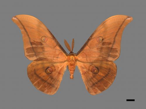 Antheraea yamamai superba[大透目天蠶蛾][00016062]