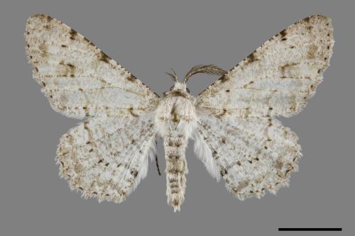 Lassaba parvalbidaria parvalbidaria[污雪雙斑尺蛾][00091684]