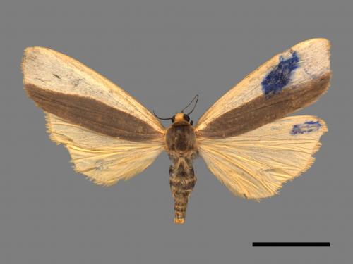 Agylla divisa[梯雙分華苔蛾][00052803]