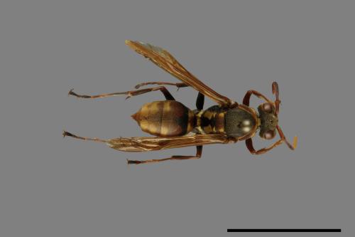 Polistes takasagonus[雙斑長腳蜂][00102264]