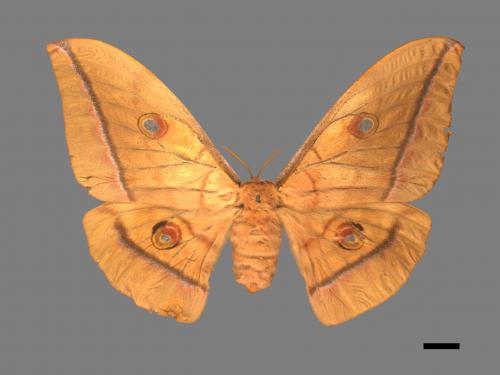 Antheraea pernyi[姬透目天蠶蛾][00016118]