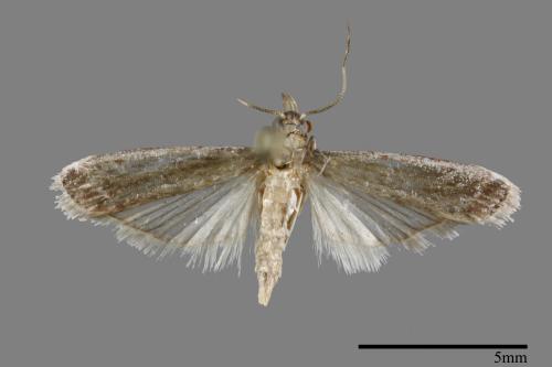 <已分類>Family：Pyralidae[螟蛾科][00100551]