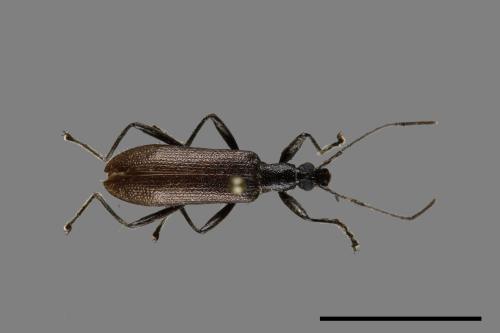 <已分類>Family：Tenebrionidae[擬步行蟲科][00099831]