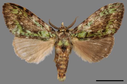Somera viridifusca viridifusca[瑟舟蛾][00039938]