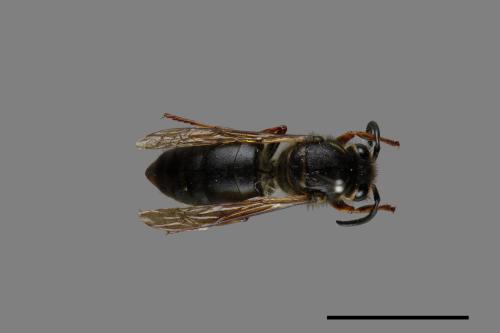 Vespula flaviceps[細黃胡蜂][00073170]