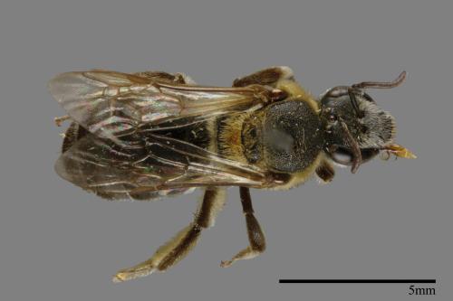 <已分類>Family：Halictidae[隧蜂科][00026657]