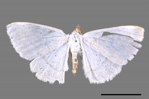 Lomographa claripennis[四點素尺蛾][00051336]