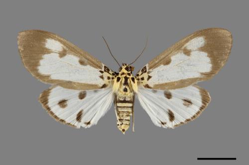 Asota plana lacteata[長斑擬燈蛾][00071077]