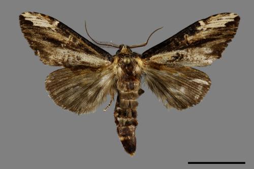 Hexafrenum leucodera yamamotoi[吉本氏異齒舟蛾 (明白頸異齒舟蛾)][00091449]