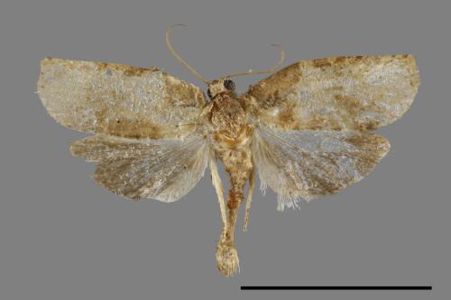 <已分類>Family：Tortricidae[捲葉蛾科][00091717]