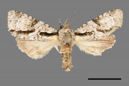 Craniophora fasciata[條首夜蛾][00000516]