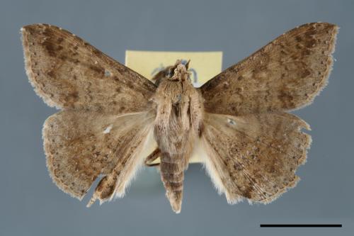 <已分類>Genus：Ericeia[00006495]