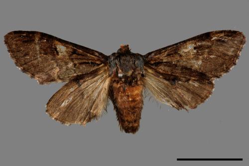 Notodonta griseotincta[黑脈紋舟蛾][00020211]