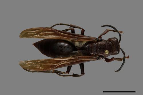 Polistes gigas[巨長腳蜂][00074418]