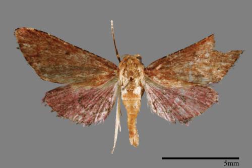 <已分類>Family：Pyralidae[螟蛾科][00066910]