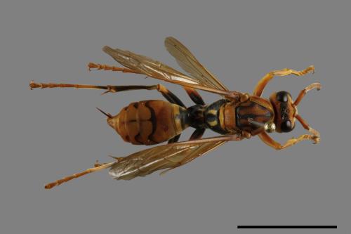 Polistes jokahamae[果馬蜂][00100100]