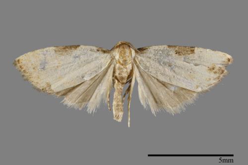 <已分類>Order：Lepidoptera[鱗翅目][00095119]