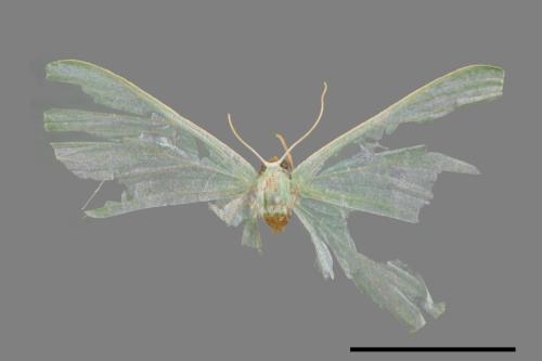 Pelagodes antiquadrarius[方翠尺蛾][00023539]