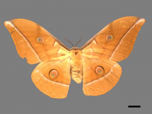 Antheraea pernyi[姬透目天蠶蛾][00105599]