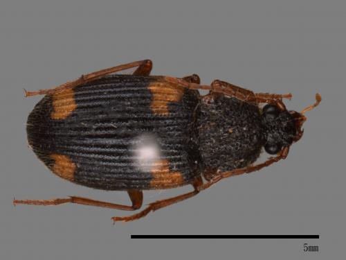 <已分類>Family：Carabidae[步行蟲科][00026078]