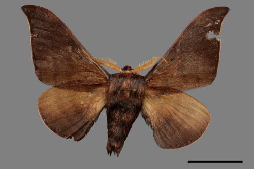 Mustilia fusca[赭蠶蛾][00059754]