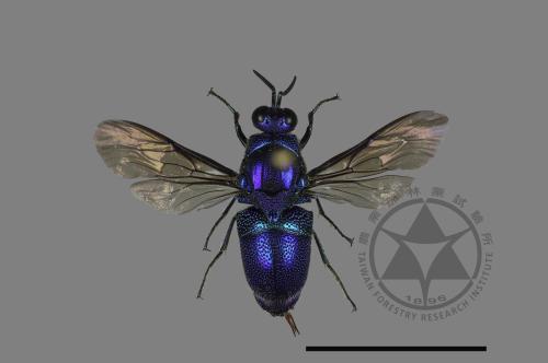 <已分類>Family：Chrysididae[青蜂科][00104769]