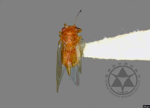 <已分類>Family：Psyllidae[木蝨科][00076269]